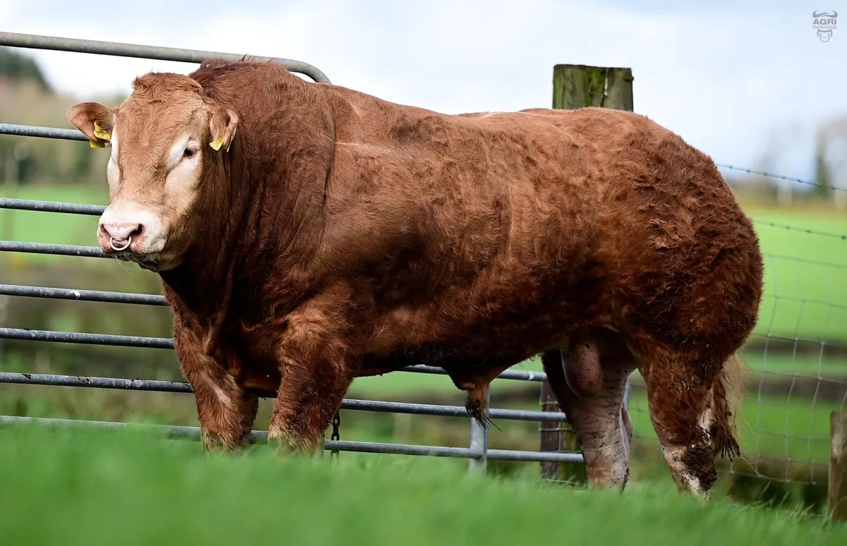 Limousin Bull - Image 3