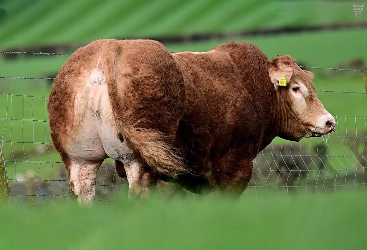 Limousin Bull - Image 4