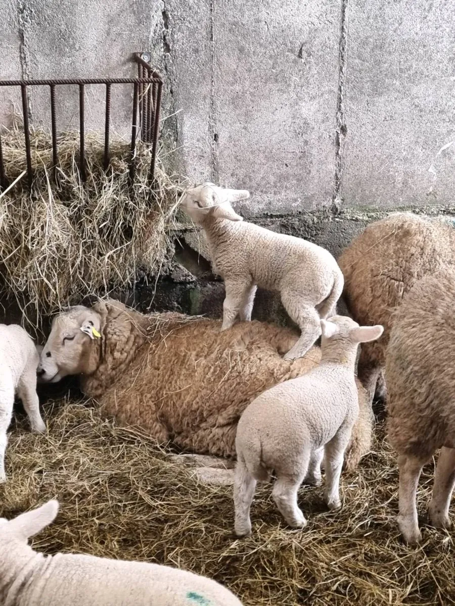 Foster ewe wanted Clare - Image 1