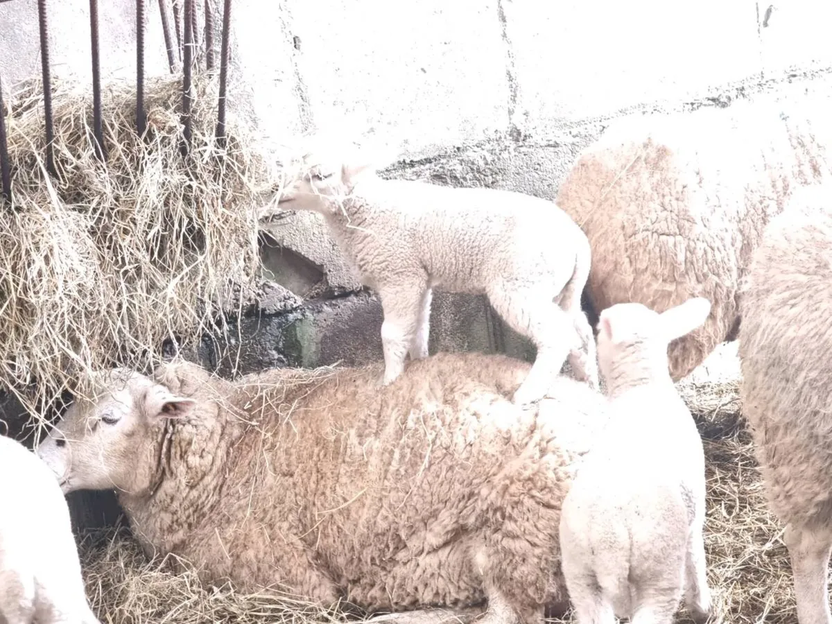 Foster ewe wanted Clare - Image 2