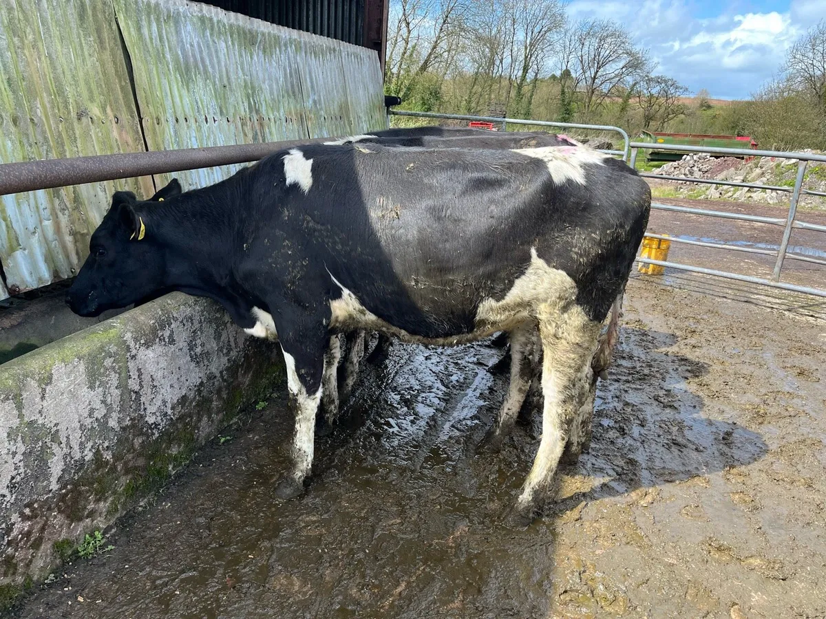Maiden Heifers - Image 1