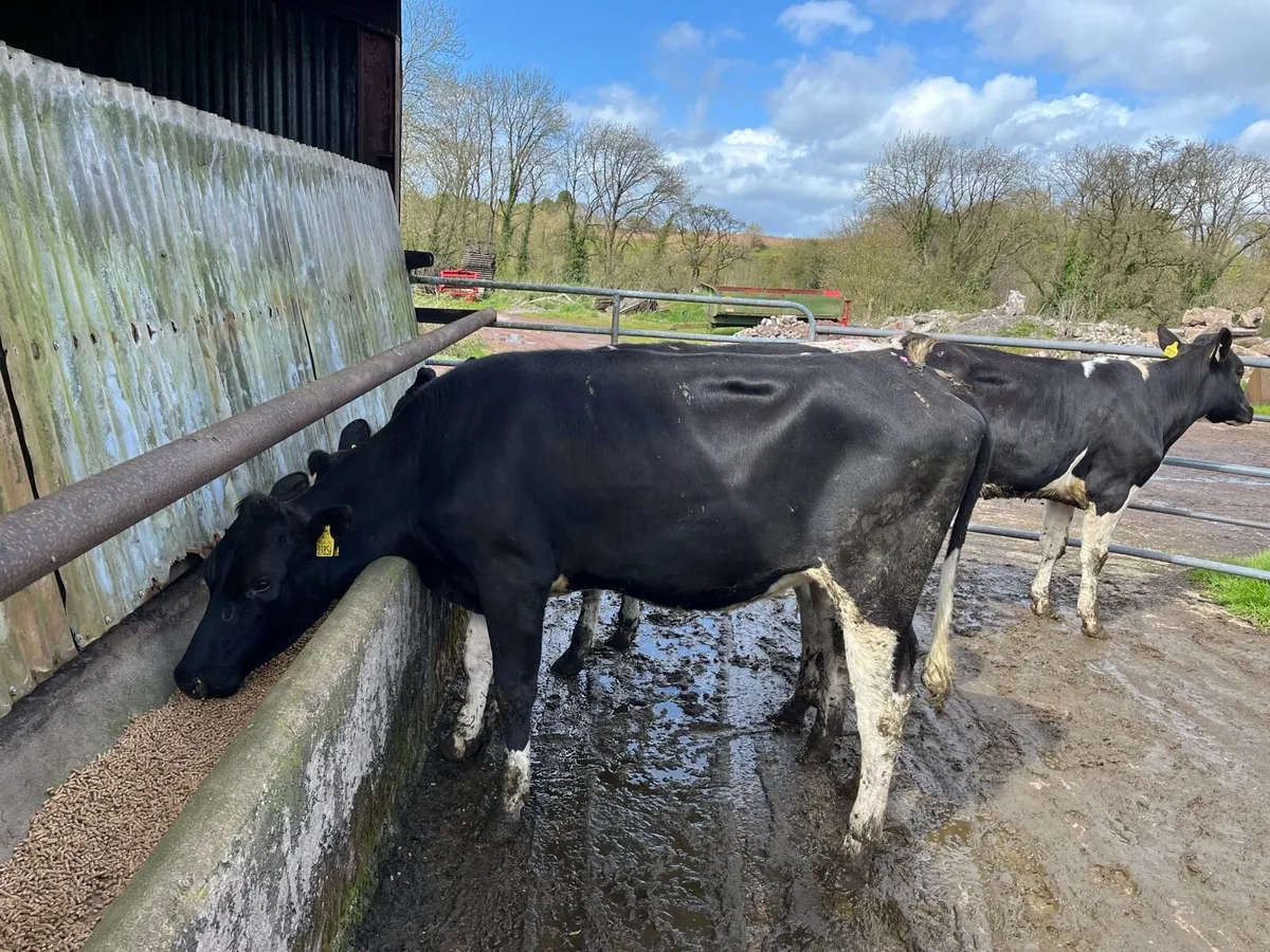 Maiden Heifers - Image 2