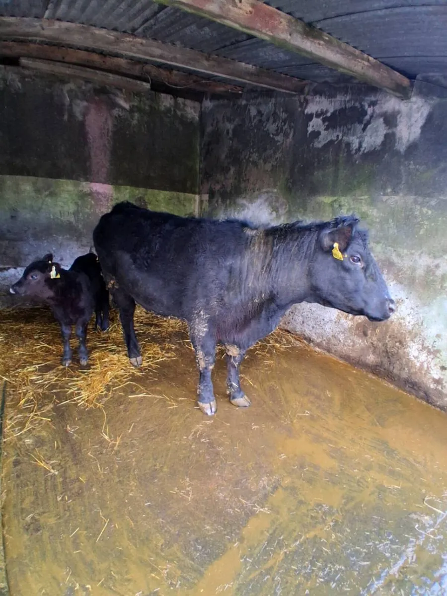 PB Aberdeen Angus - Image 1