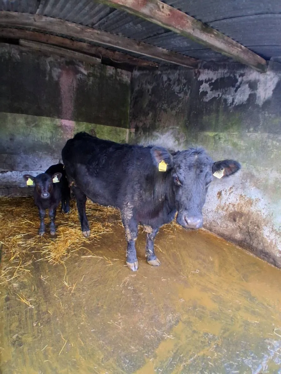 PB Aberdeen Angus - Image 2