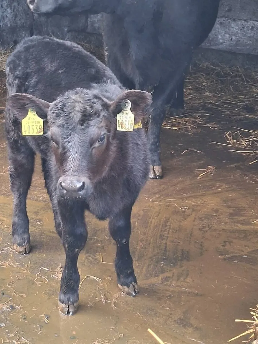 PB Aberdeen Angus - Image 3