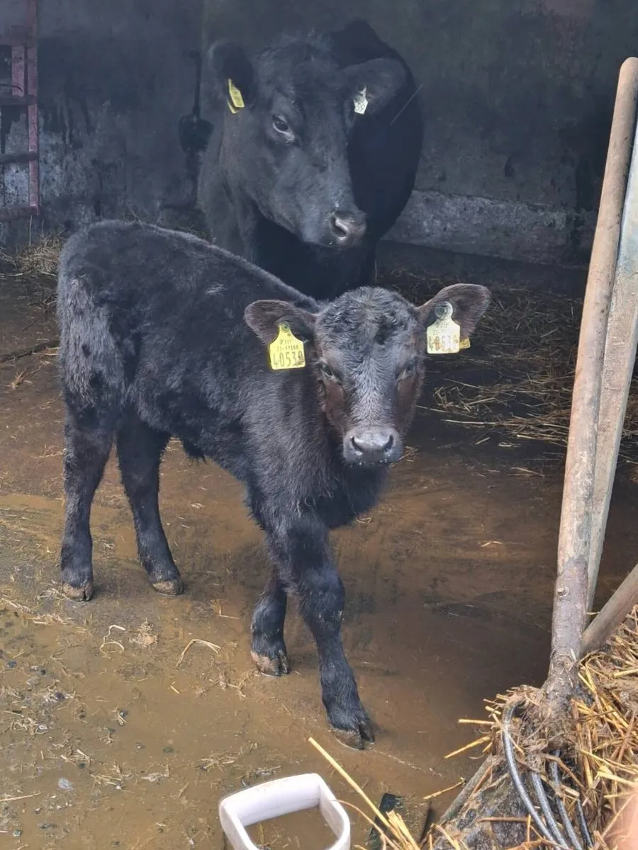 PB Aberdeen Angus - Image 4