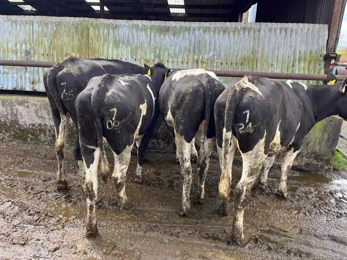 Maiden Heifers - Image 3