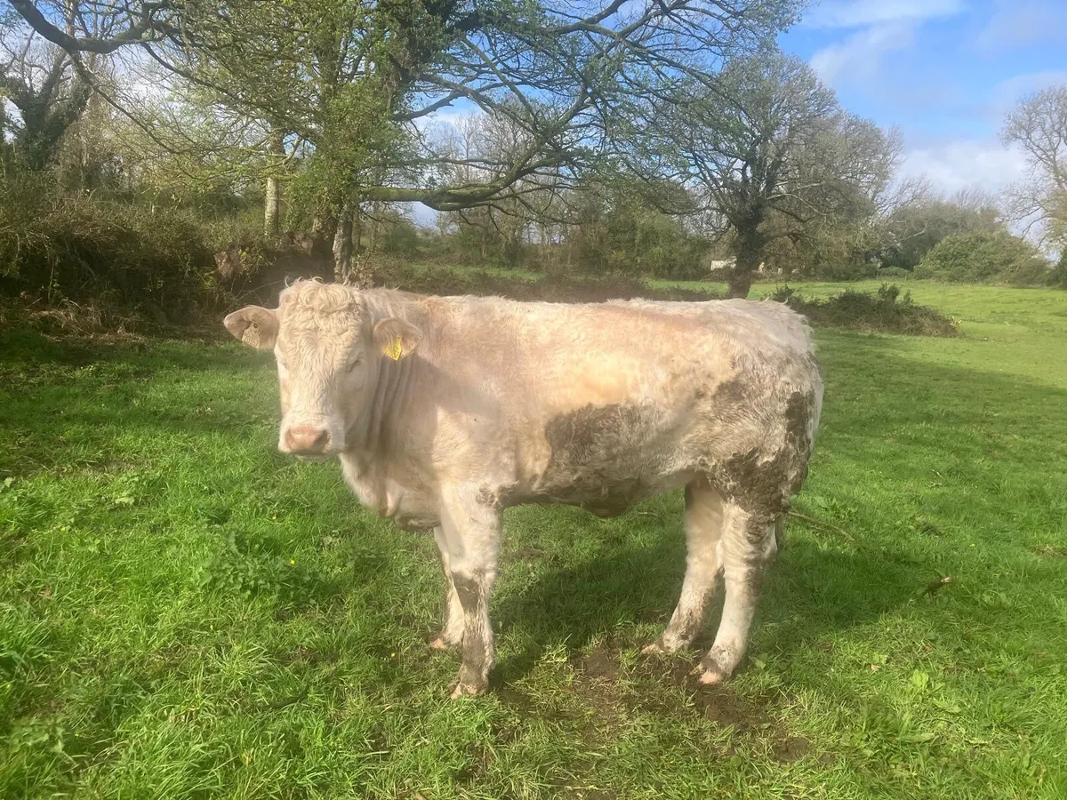 Breeding heifers and PB Reg Dexter - Image 1