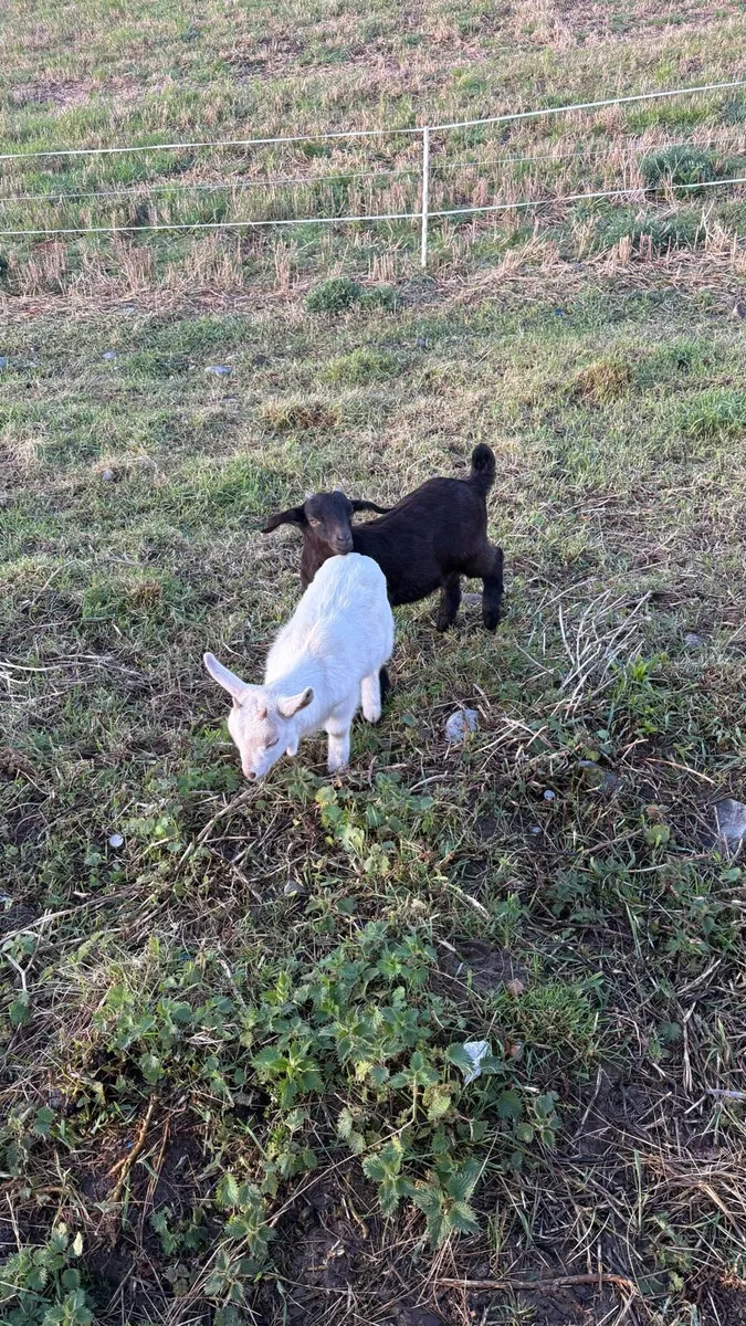 Nanny, Buck, Kids and Castrated Males for Sale - Image 4