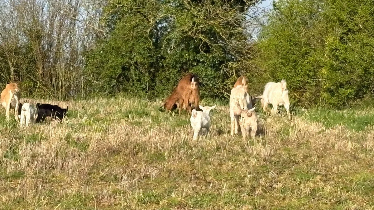 Nanny, Buck, Kids and Castrated Males for Sale - Image 2