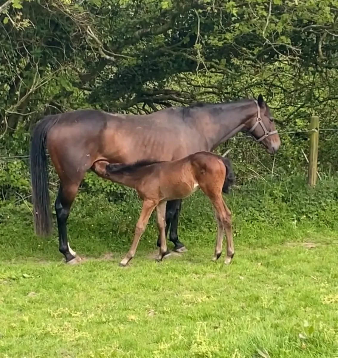 Fame and Glory TB  broodmare - Image 1