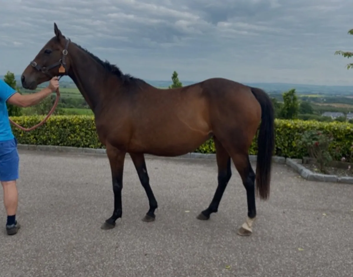 Fame and Glory TB  broodmare - Image 2