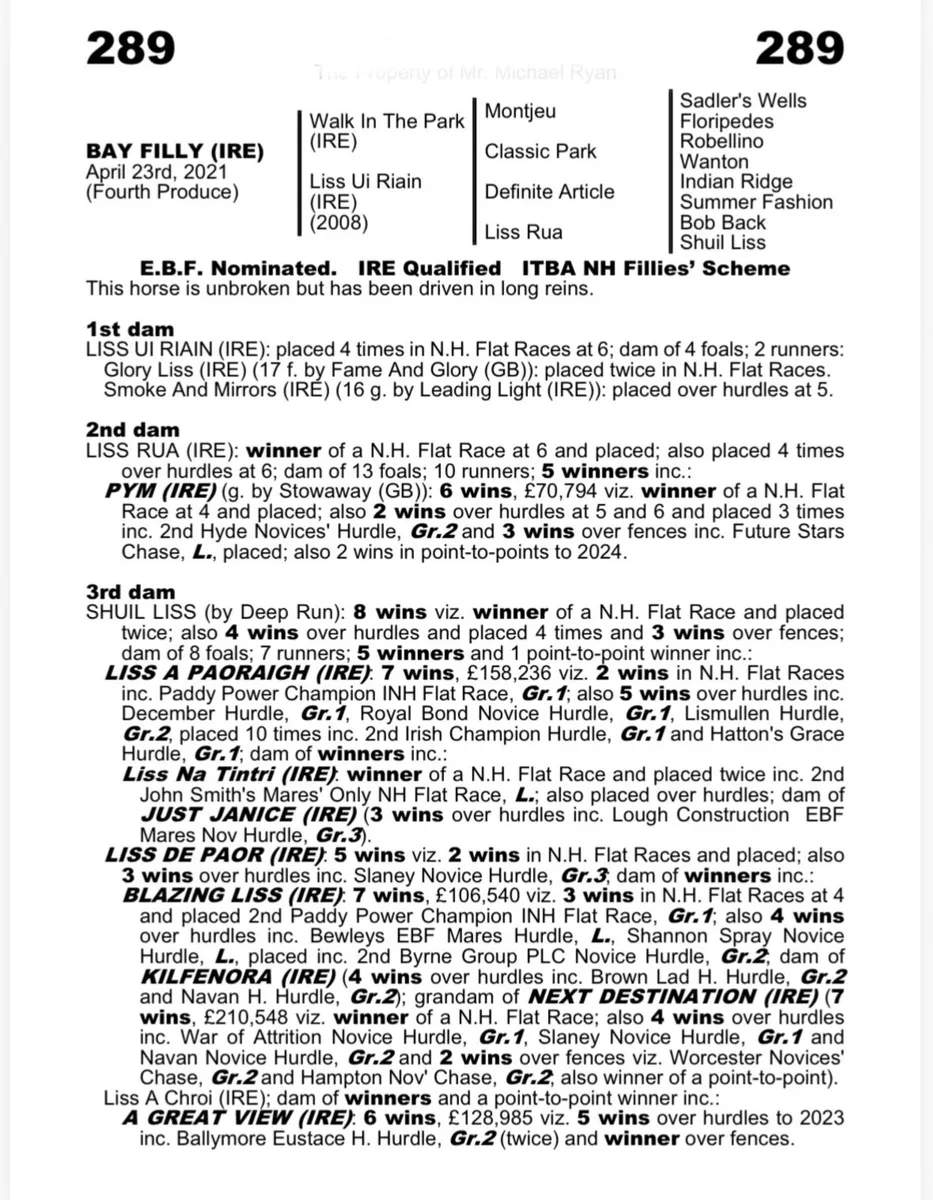 Fame and Glory TB  broodmare - Image 3