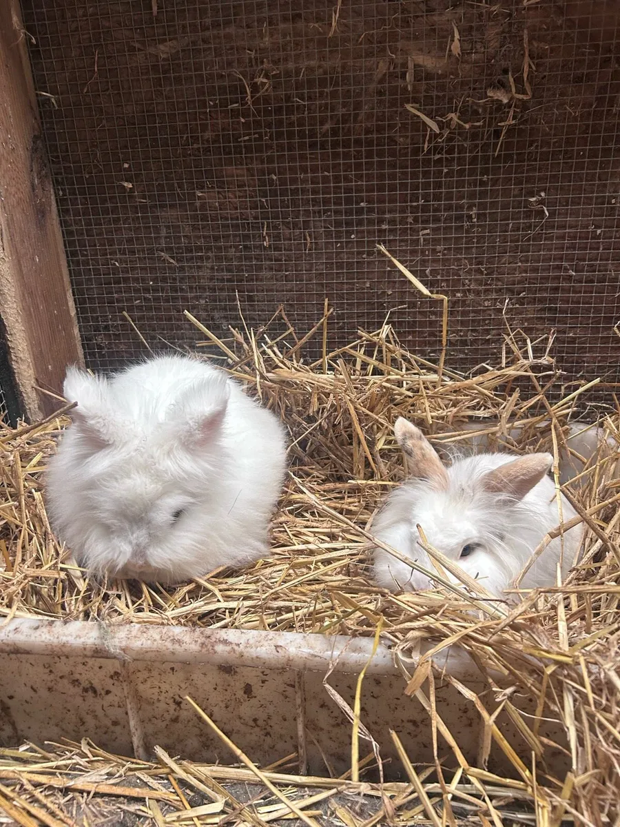 Lion head x dwarf - Image 1