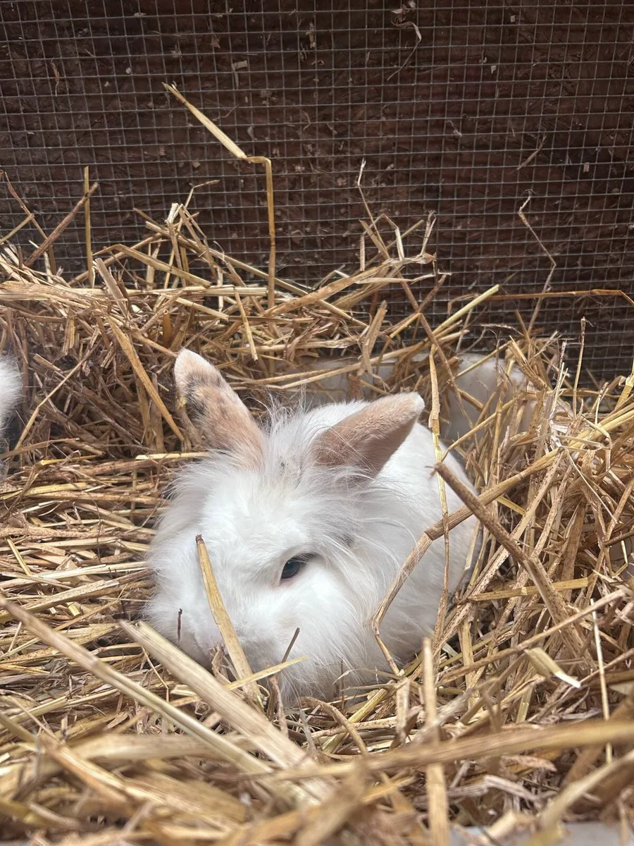 Lion head x dwarf - Image 2