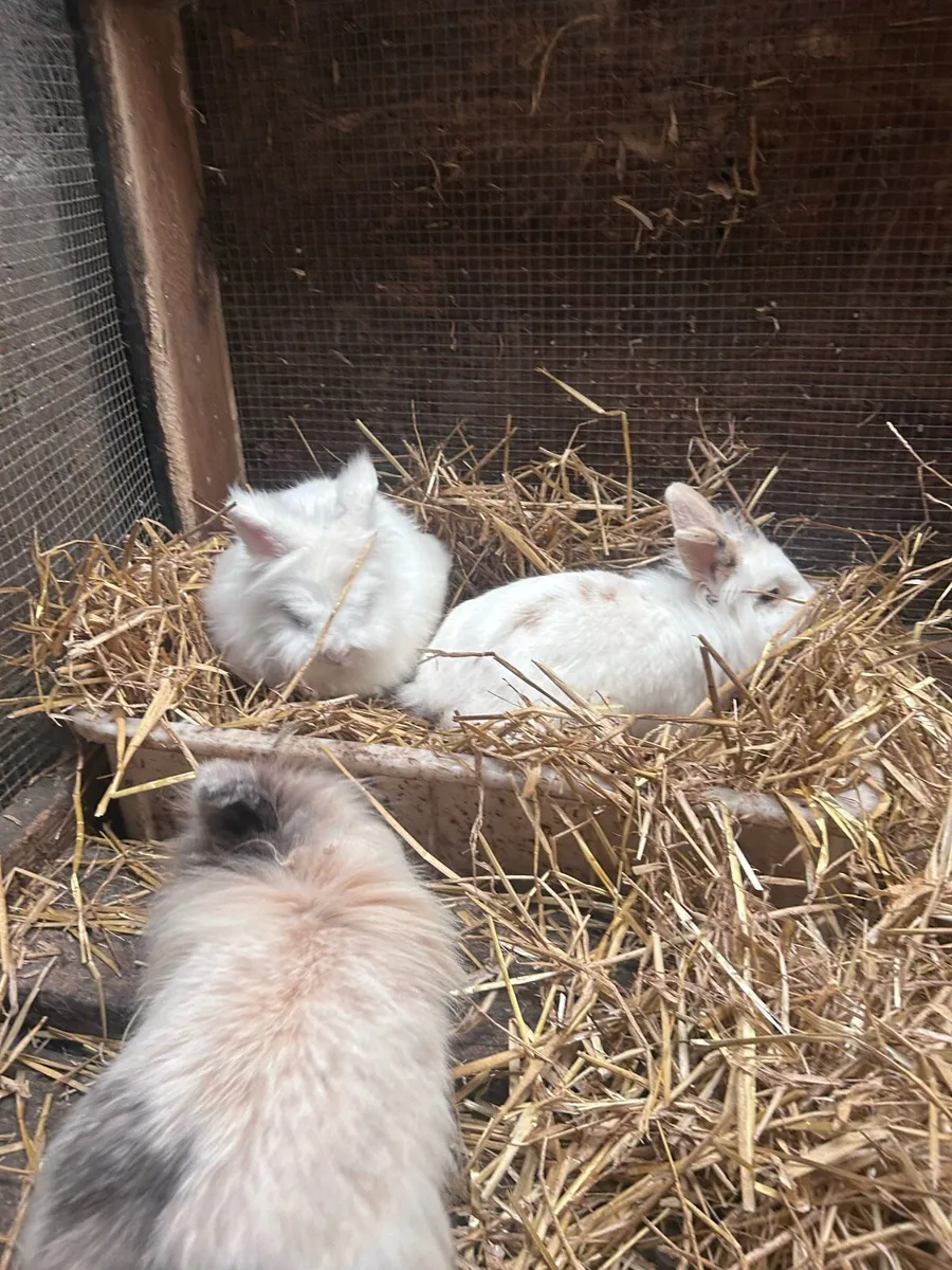 Lion head x dwarf - Image 3