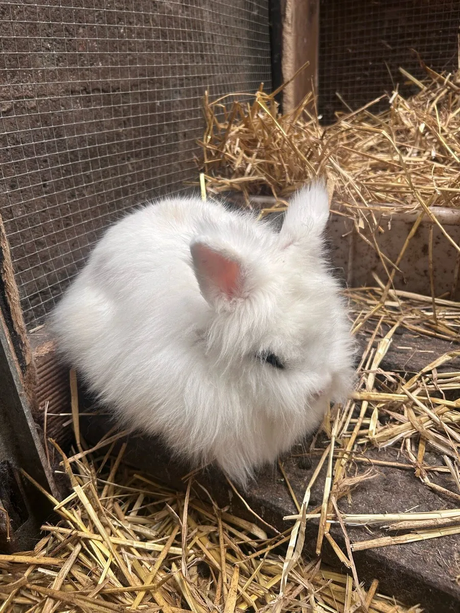 Lion head x dwarf - Image 4