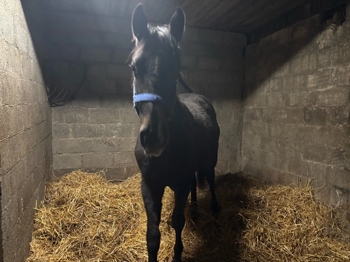 2 year old gelding - Image 1