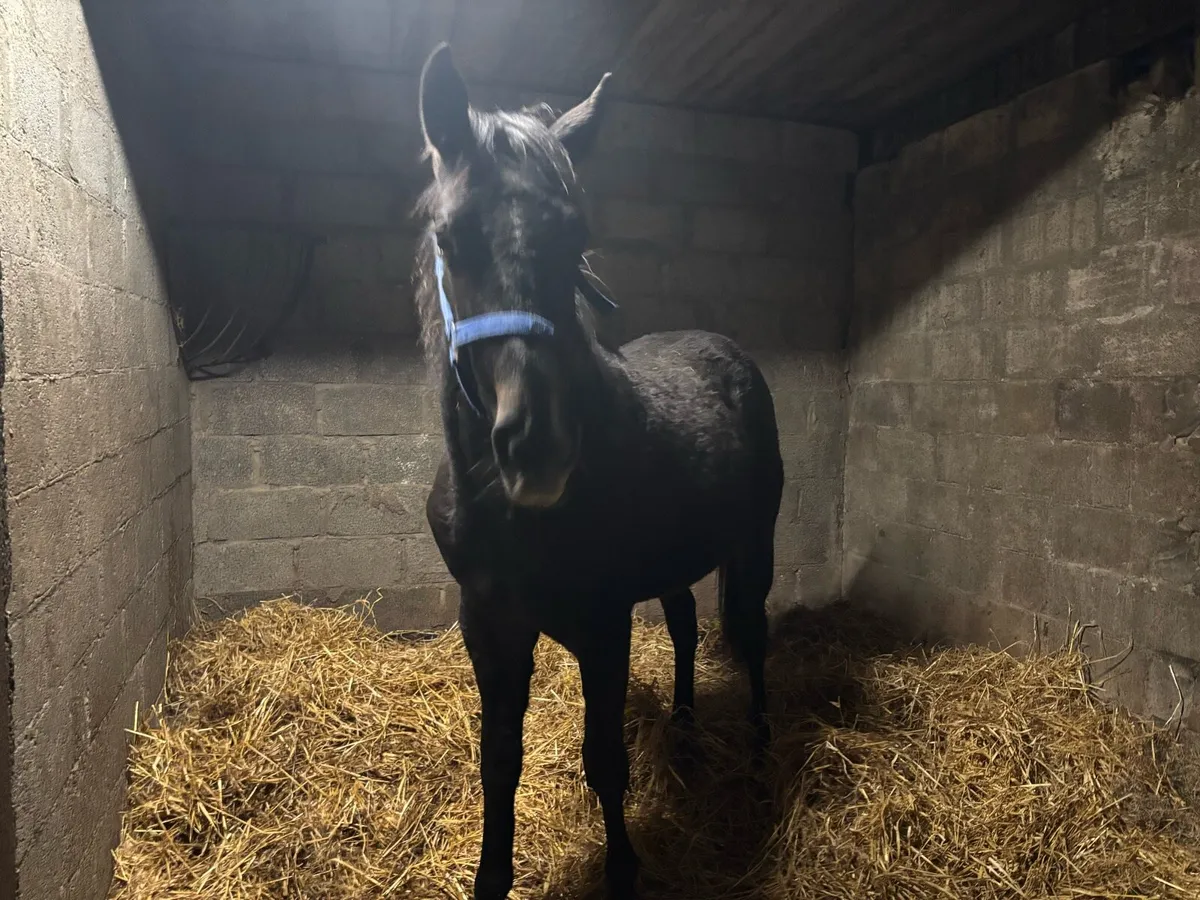 2 year old gelding - Image 2