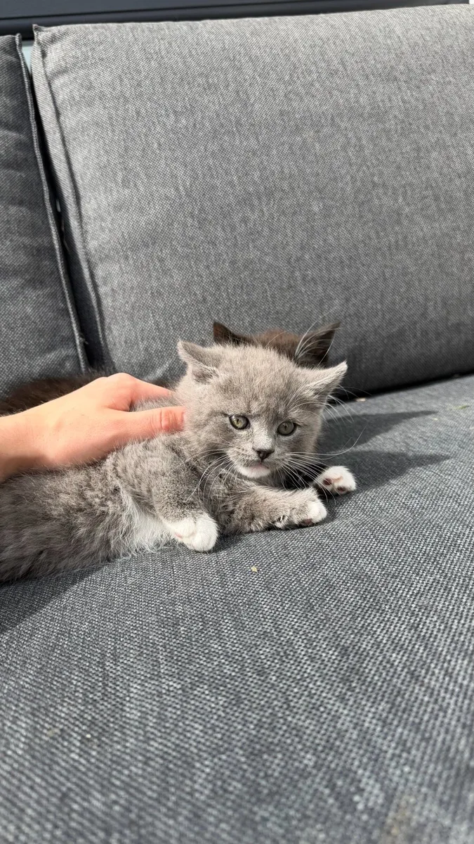British Shorthair Kittens - Image 2