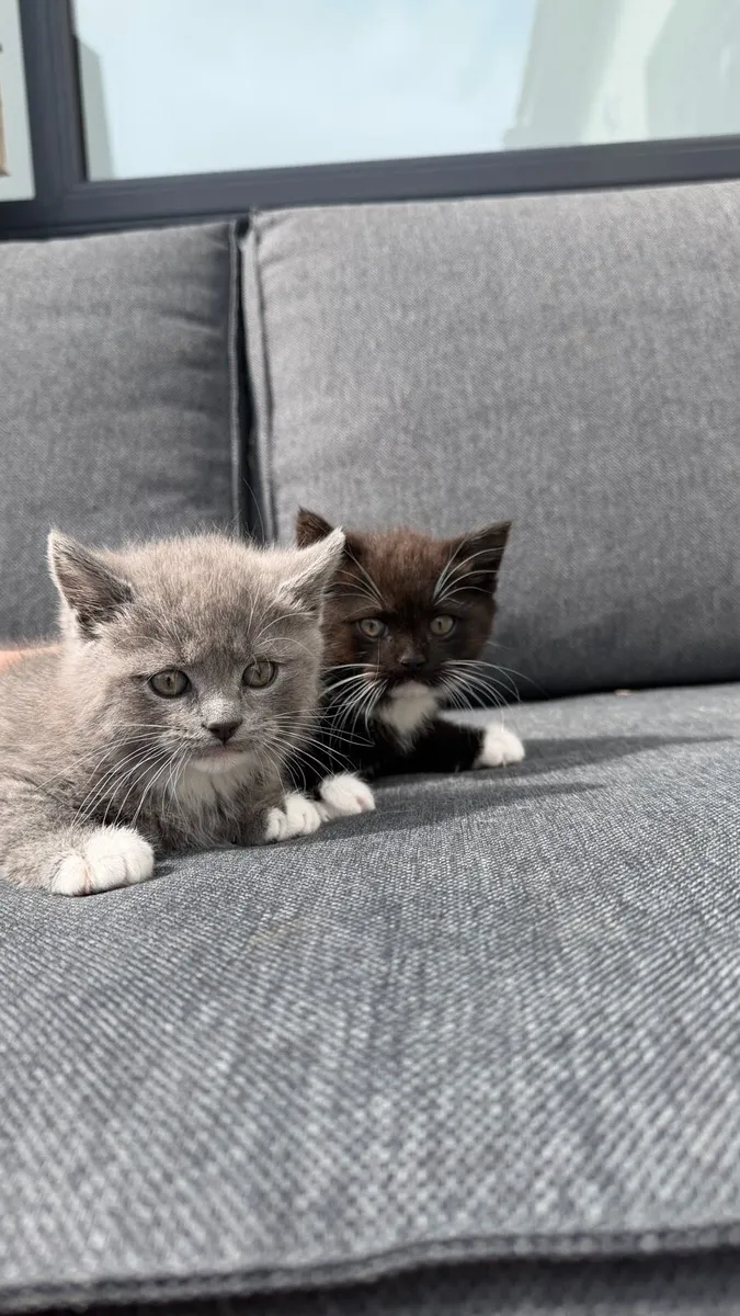 British Shorthair Kittens - Image 1