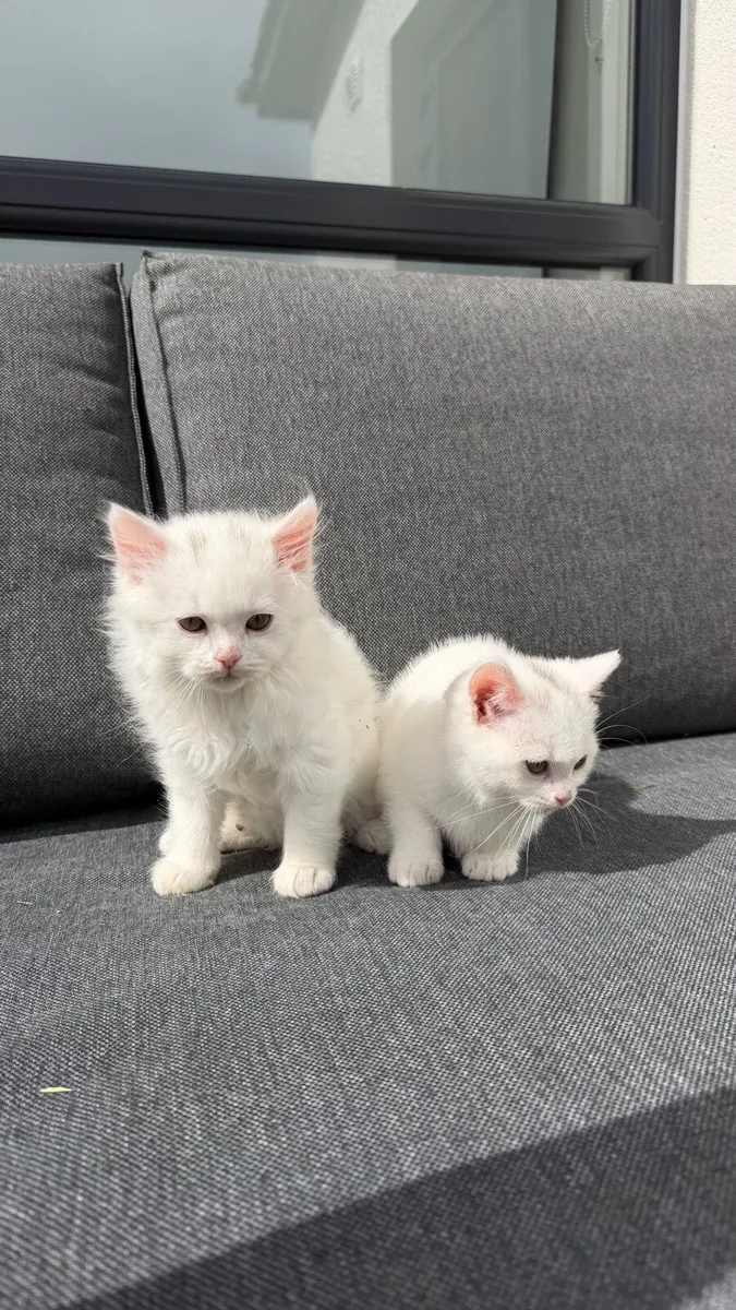 British Shorthair Kittens - Image 3