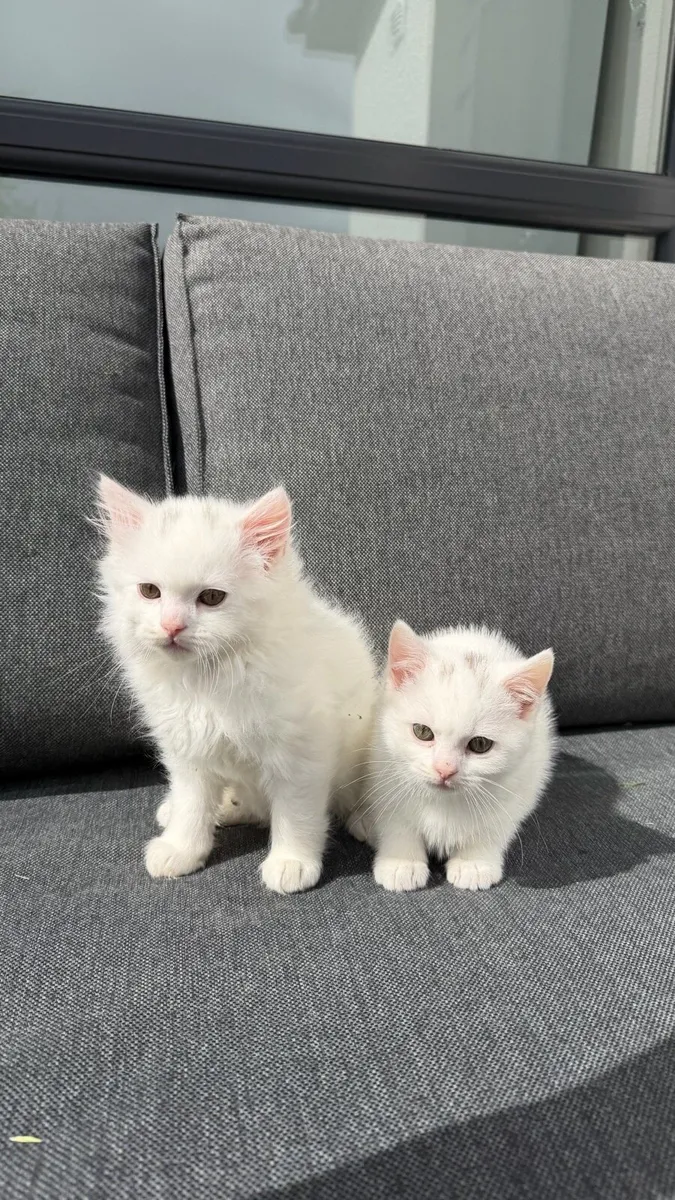 British Shorthair Kittens - Image 4