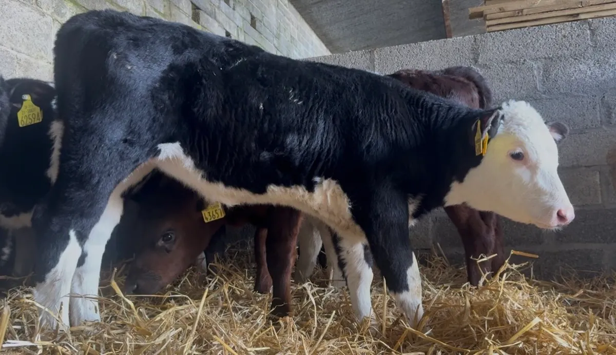 6 Whithead heifers - Image 1