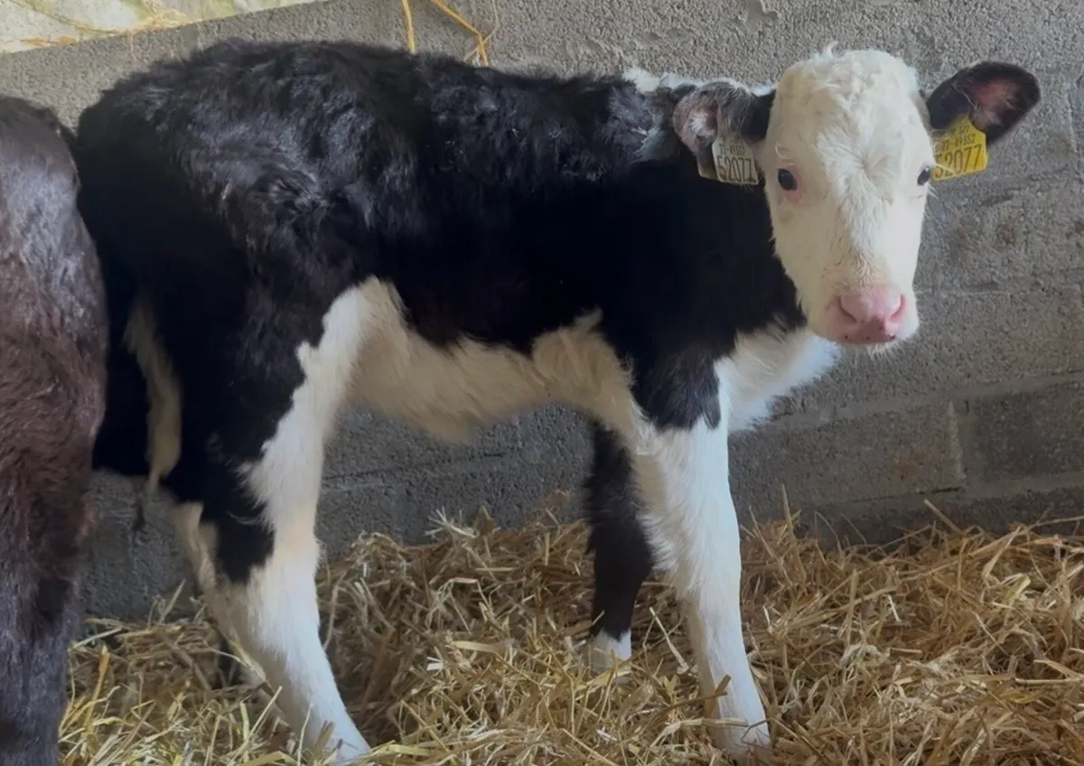 6 Whithead heifers - Image 2