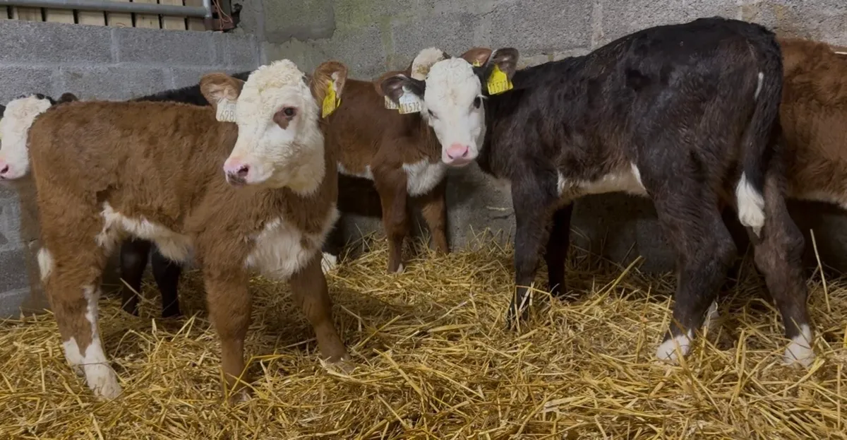 6 Whithead heifers - Image 3