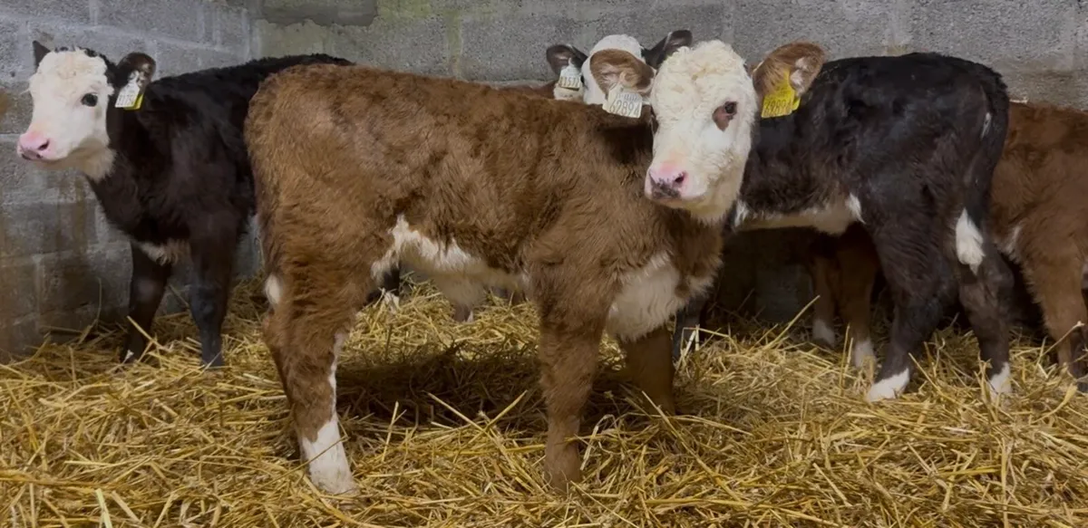 6 Whithead heifers - Image 4