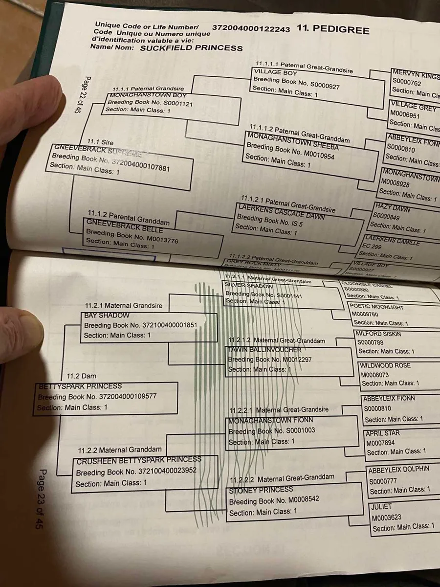 Connemara Filly - Image 2