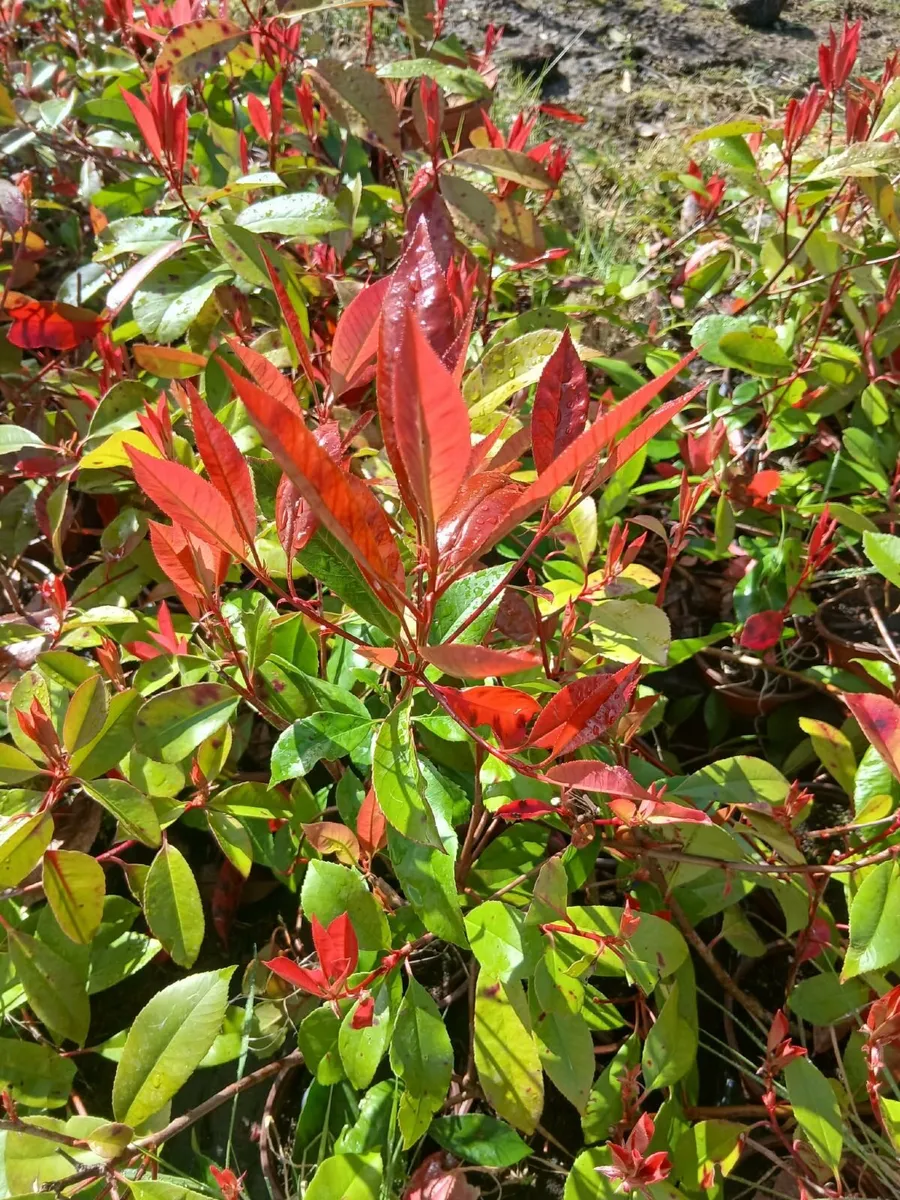 Red Robin Hedging €3.50 per pot. - Image 1