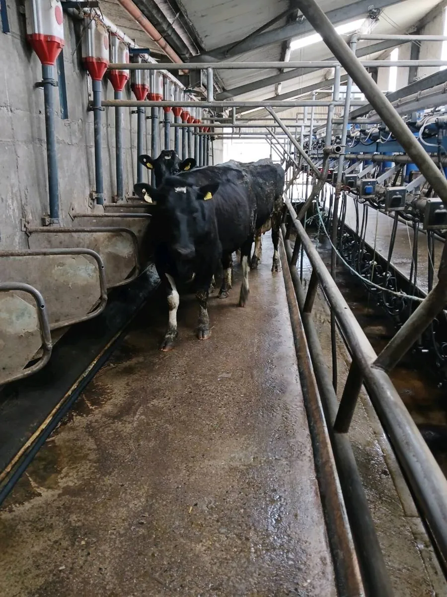 Cows and heifers - Image 1