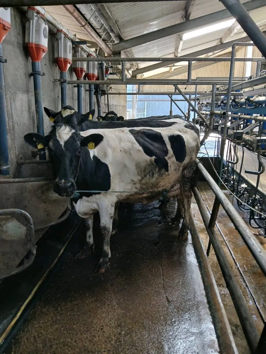 Cows and heifers - Image 2