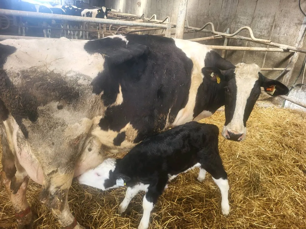 Friesian Cow - Image 1