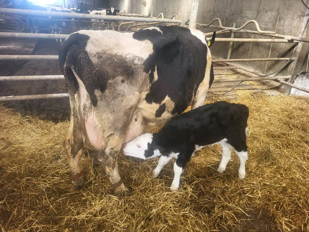 Friesian Cow - Image 2