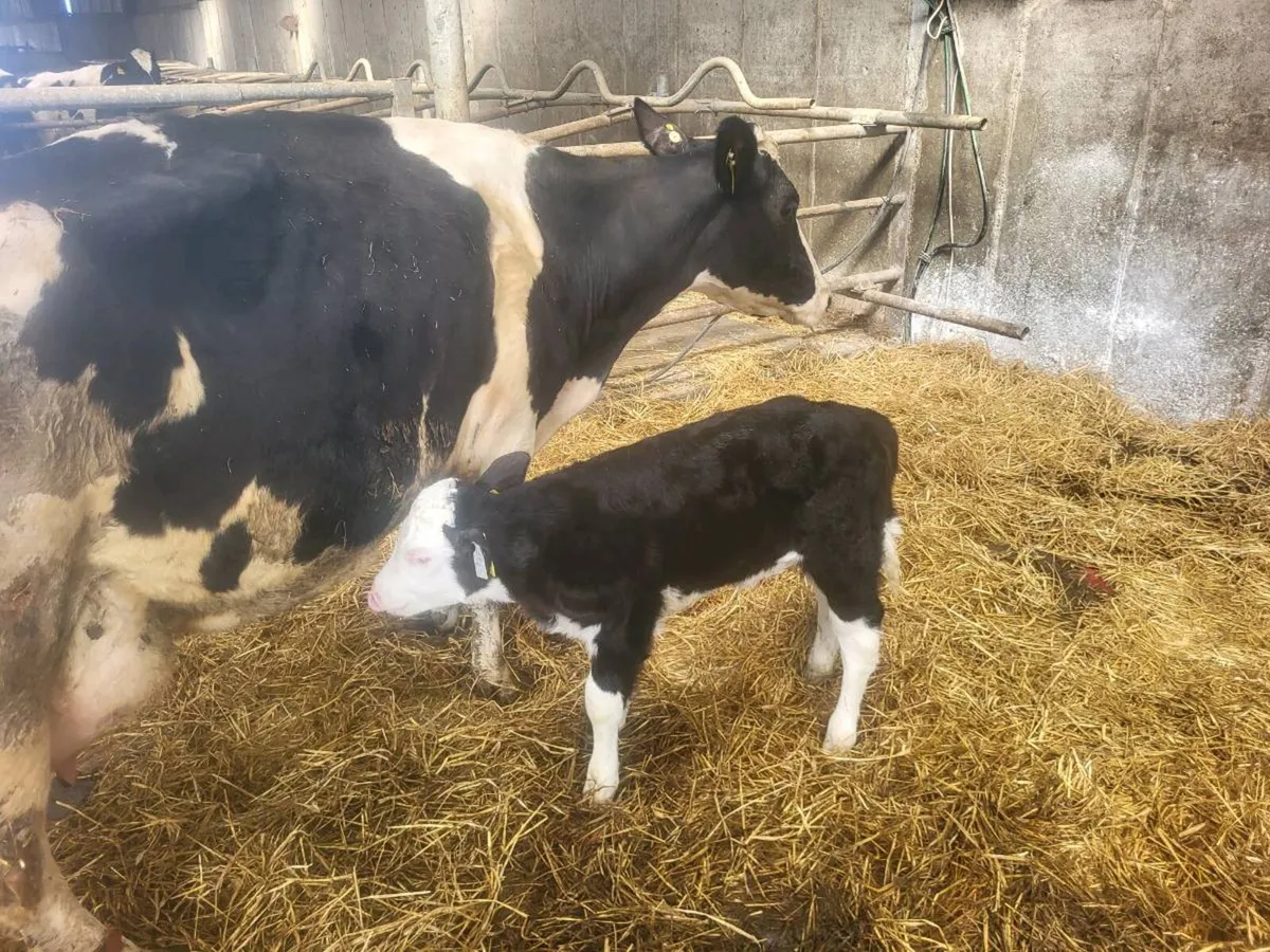 Friesian Cow - Image 3