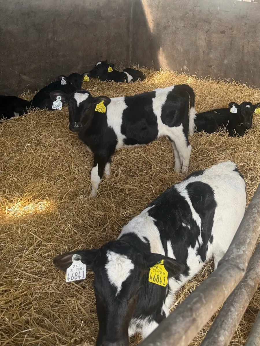 Heifer calves - Image 1