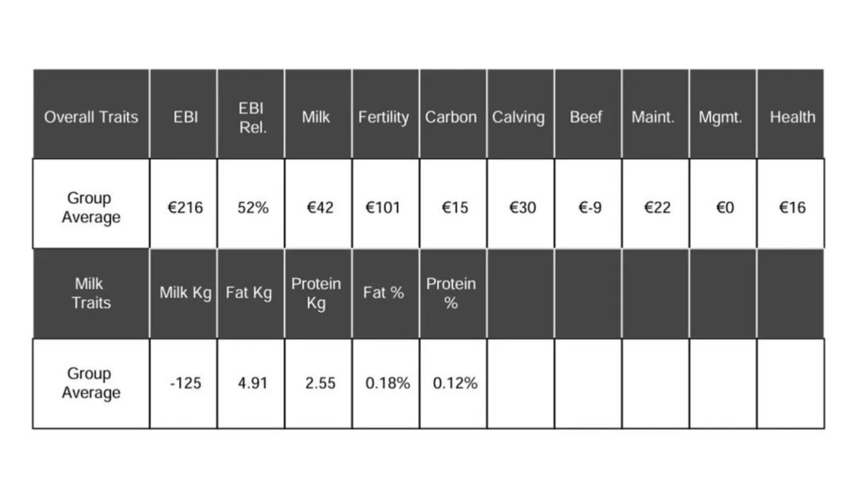 Heifer calves - Image 2