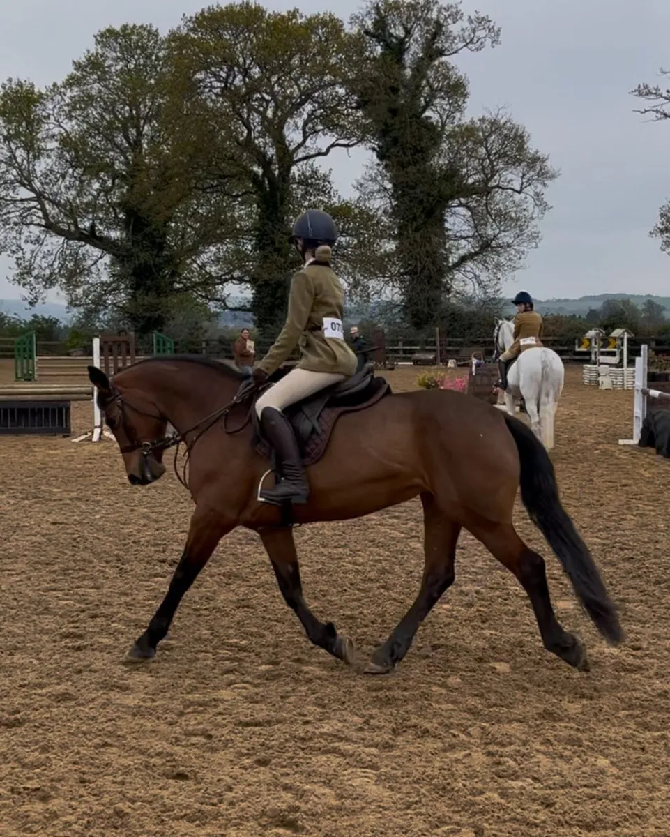 Pony Club dream Pony - Image 3