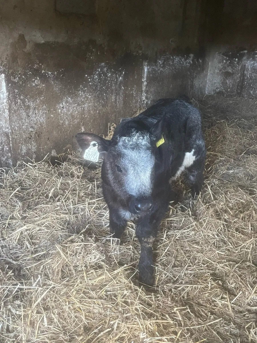 Calf - Image 1