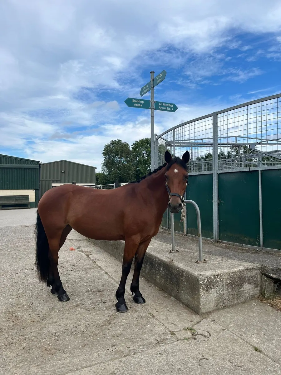 Pony Club dream Pony - Image 1