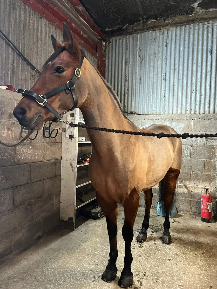 Pony Club dream Pony - Image 2