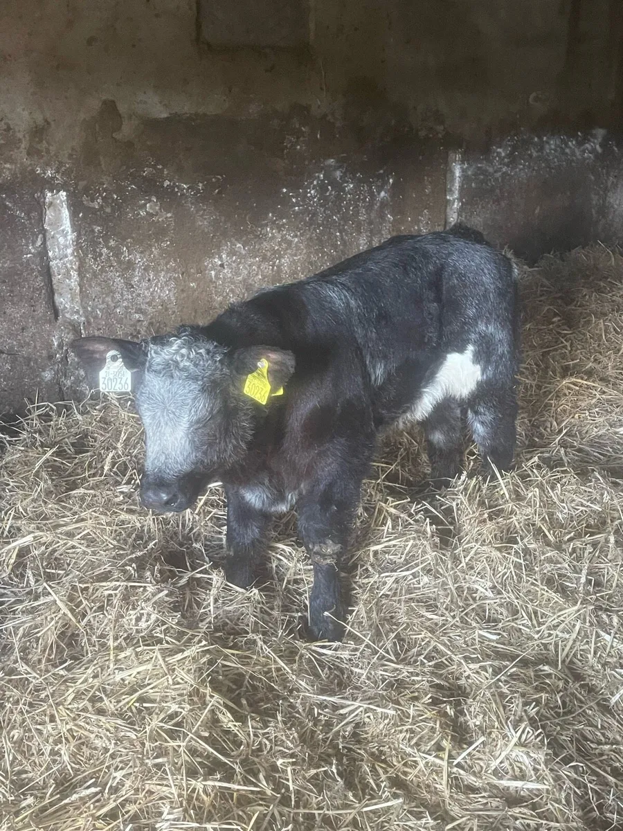 Calf - Image 2