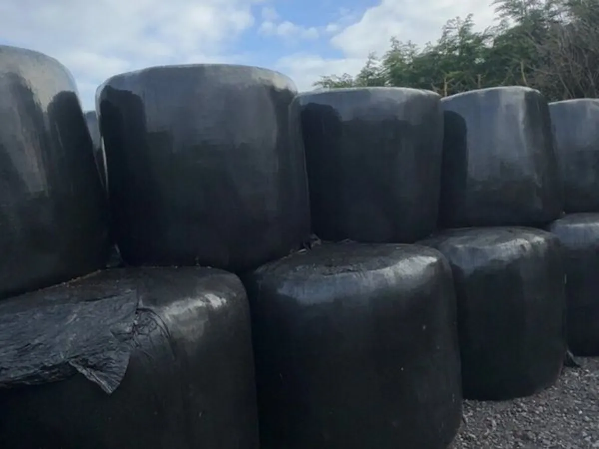 Bales of silage - Image 1