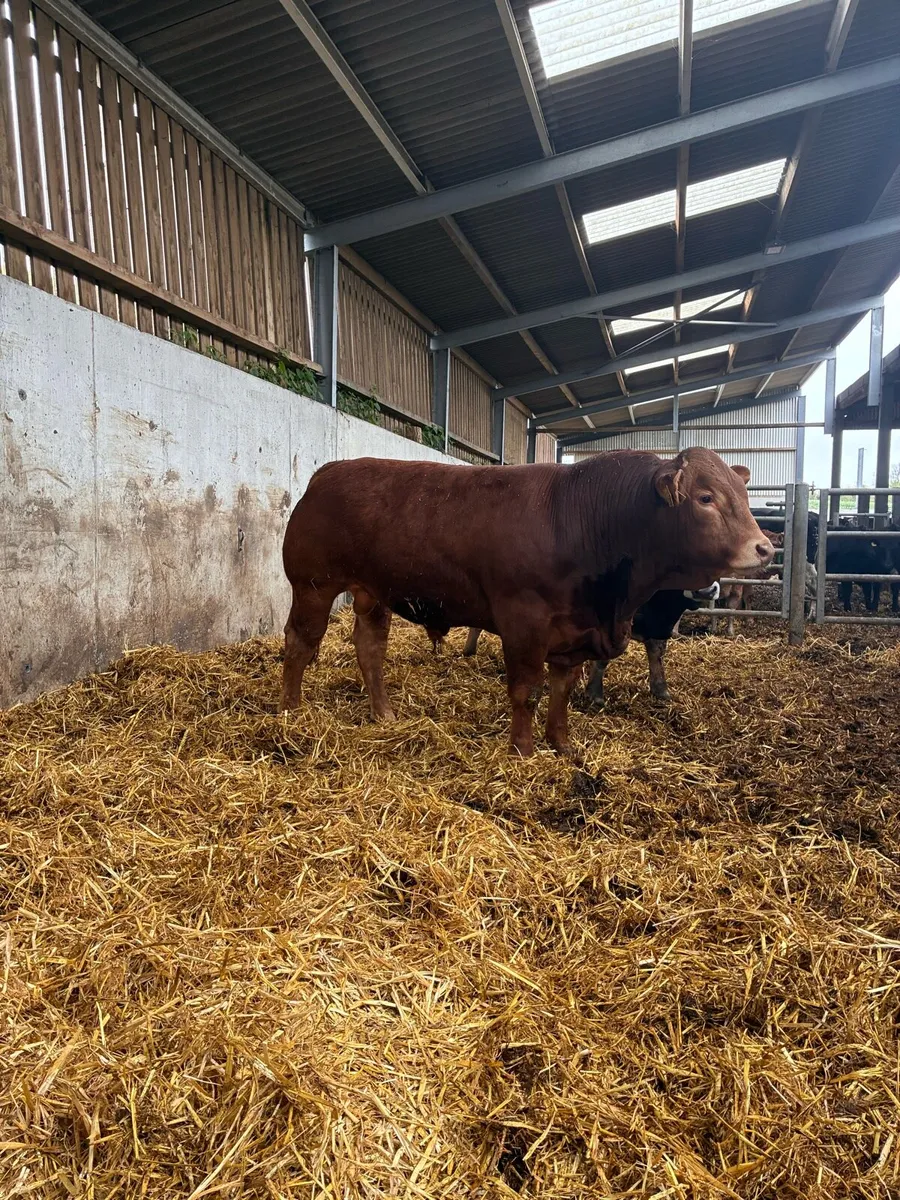 Limousin bulls - Image 3