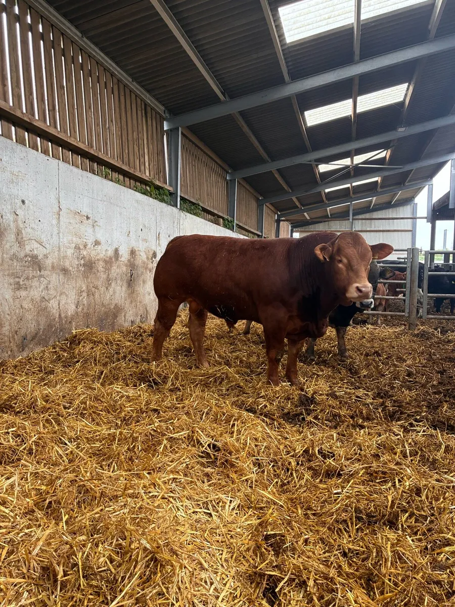 Limousin bulls - Image 4