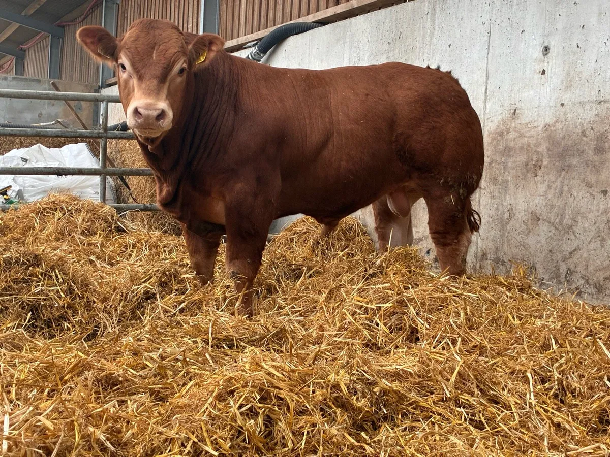 Limousin bulls - Image 1