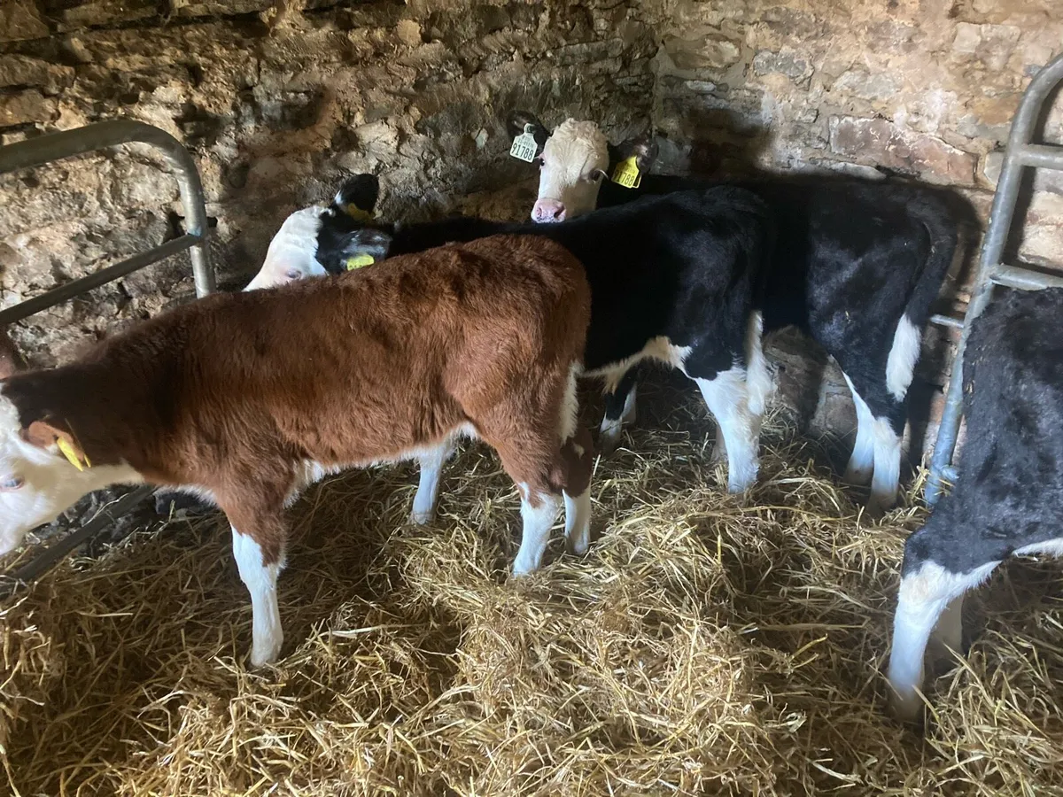 Calves - Image 1